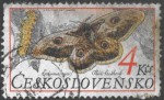 motyl--1-.jpg