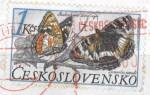 motyl--2-.jpg